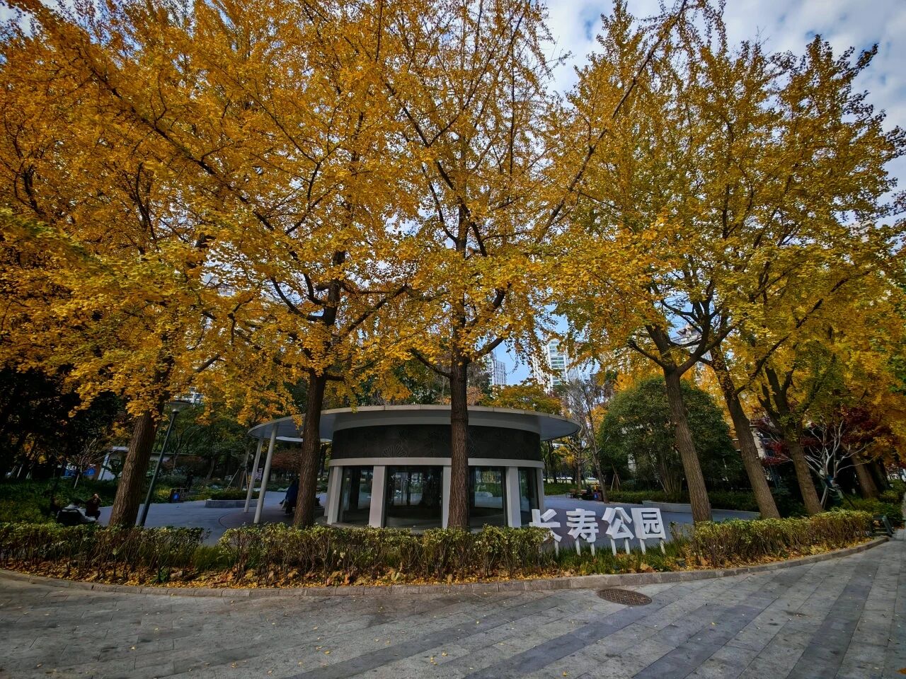 银杏进入最佳观赏期！长寿这个路口的含“金”量超高→