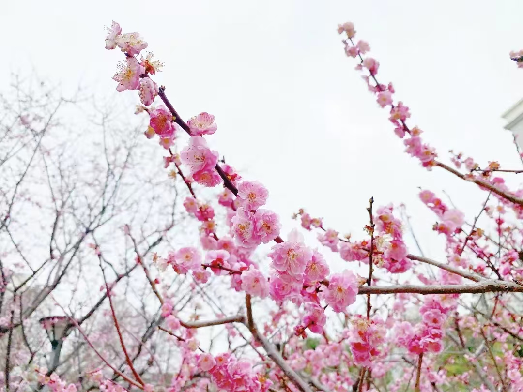 梅川公园梅花绽放