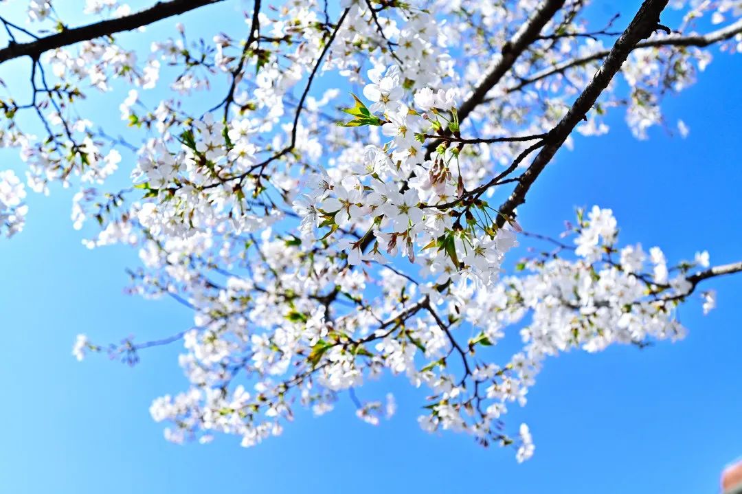 0404_143839_288.jpg 微信图片_20230404152605.jpg