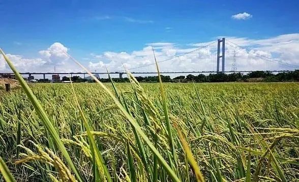 0627_095439_942.jpg P2.jpg