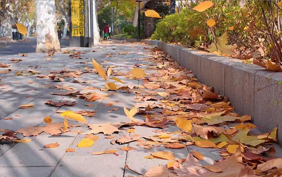 街头铺就“金色地毯”，普陀这三条路为何“只捡不扫”？