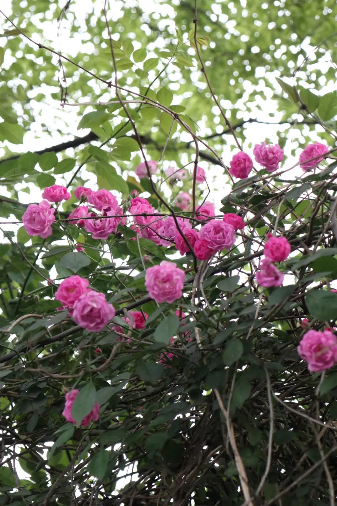 0506_083640_923.jpg 微信图片_20240506092632.jpg