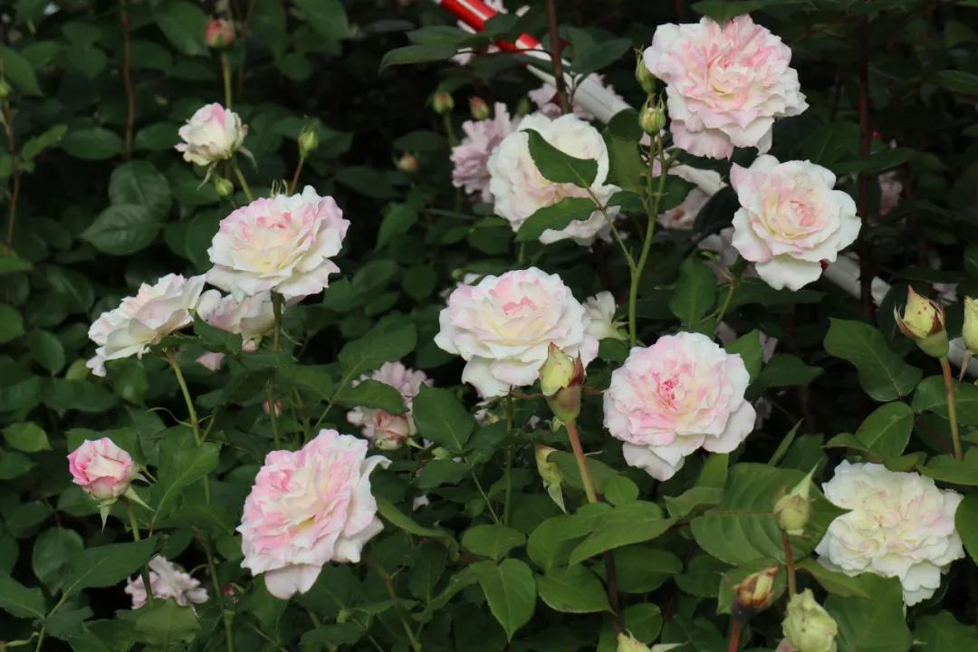 0506_083509_199.jpg 微信图片_20240506092522.jpg