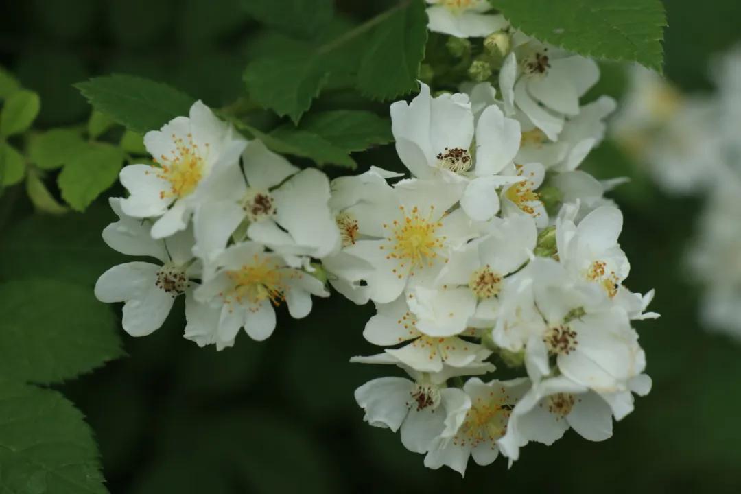 0506_083714_595.jpg 微信图片_20240506092643.jpg