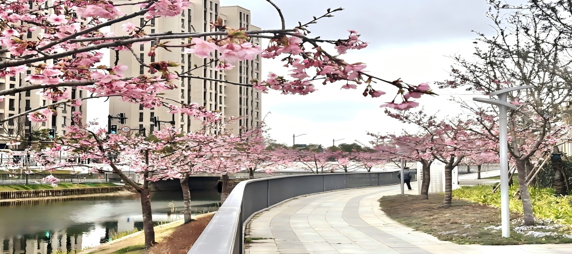 普陀早樱迎春盛放 常和绿地“樱花瀑布”等你来