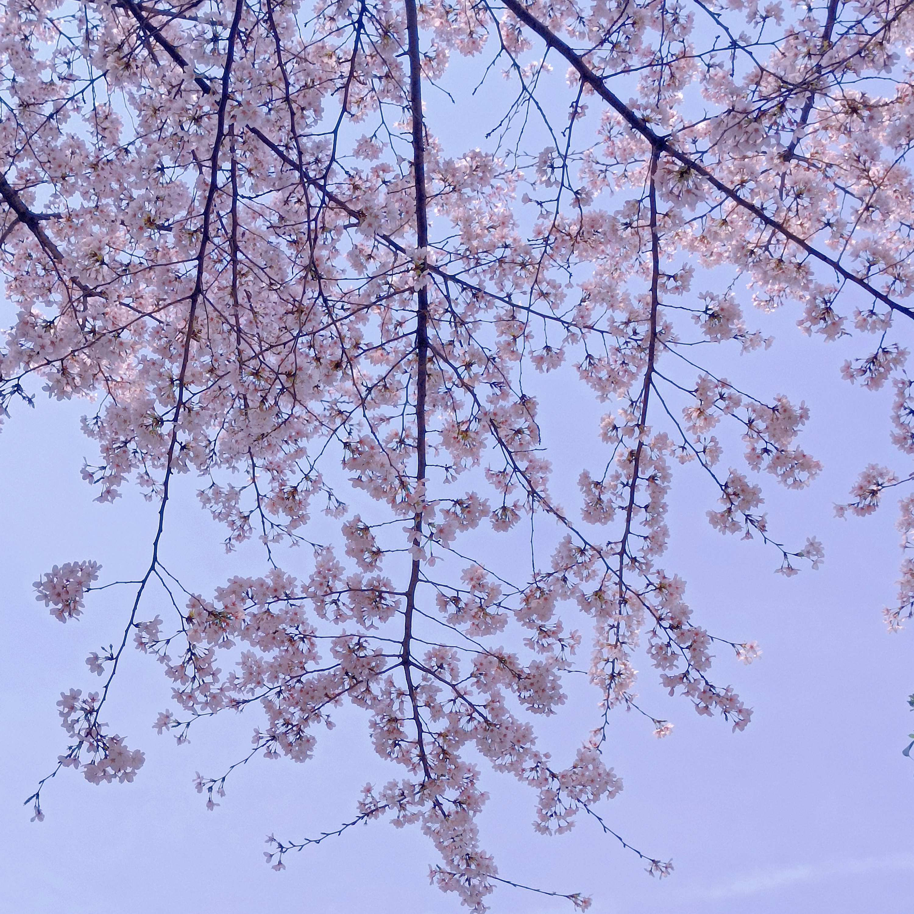 0331_113750_795.jpg 0331_113750_795.jpg