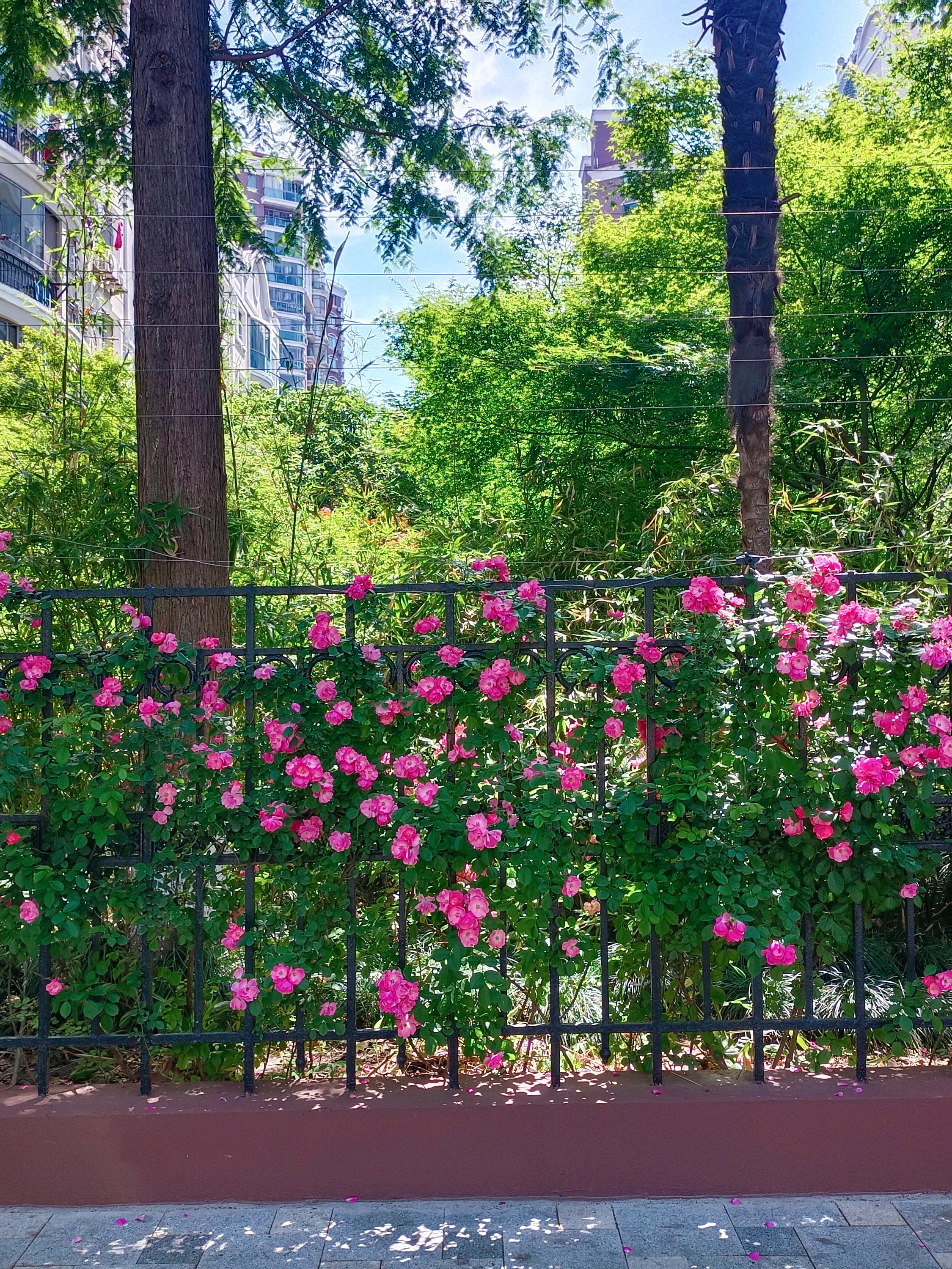 0530_130953_786.jpg 0530_130953_786.jpg