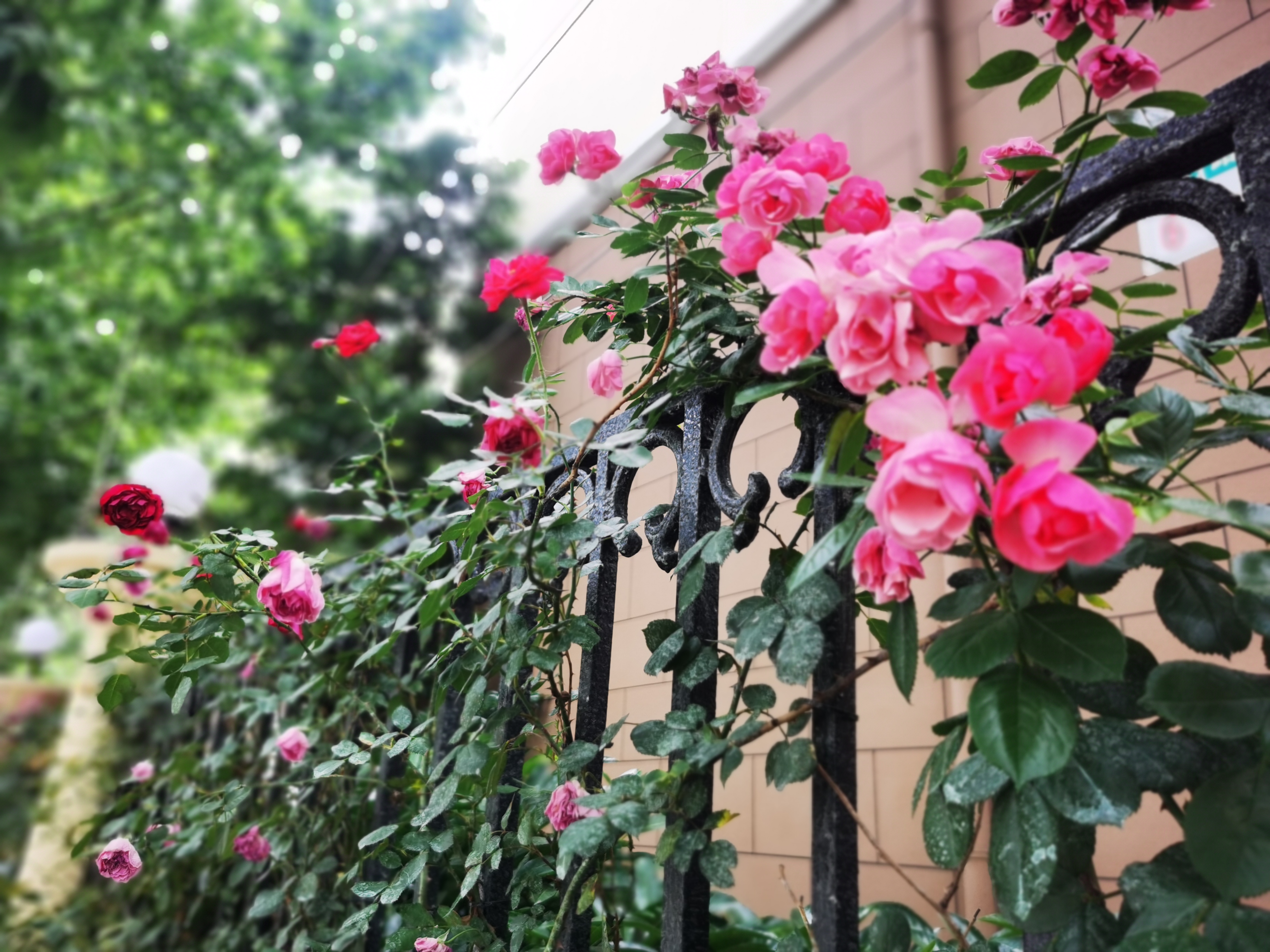 0531_142819_496.jpg 0531_142819_496.jpg