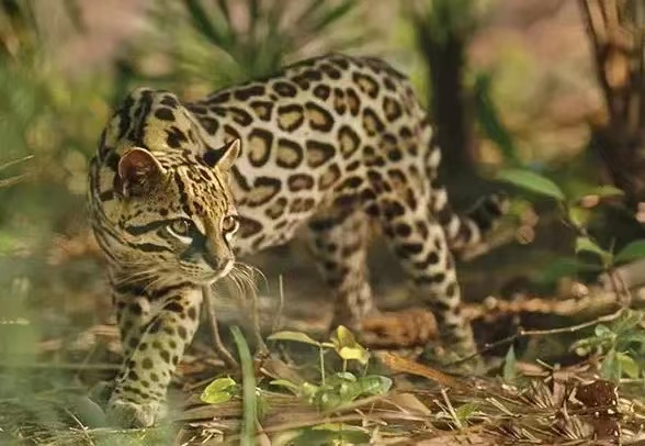 0630_135920_471.png 图片3.png