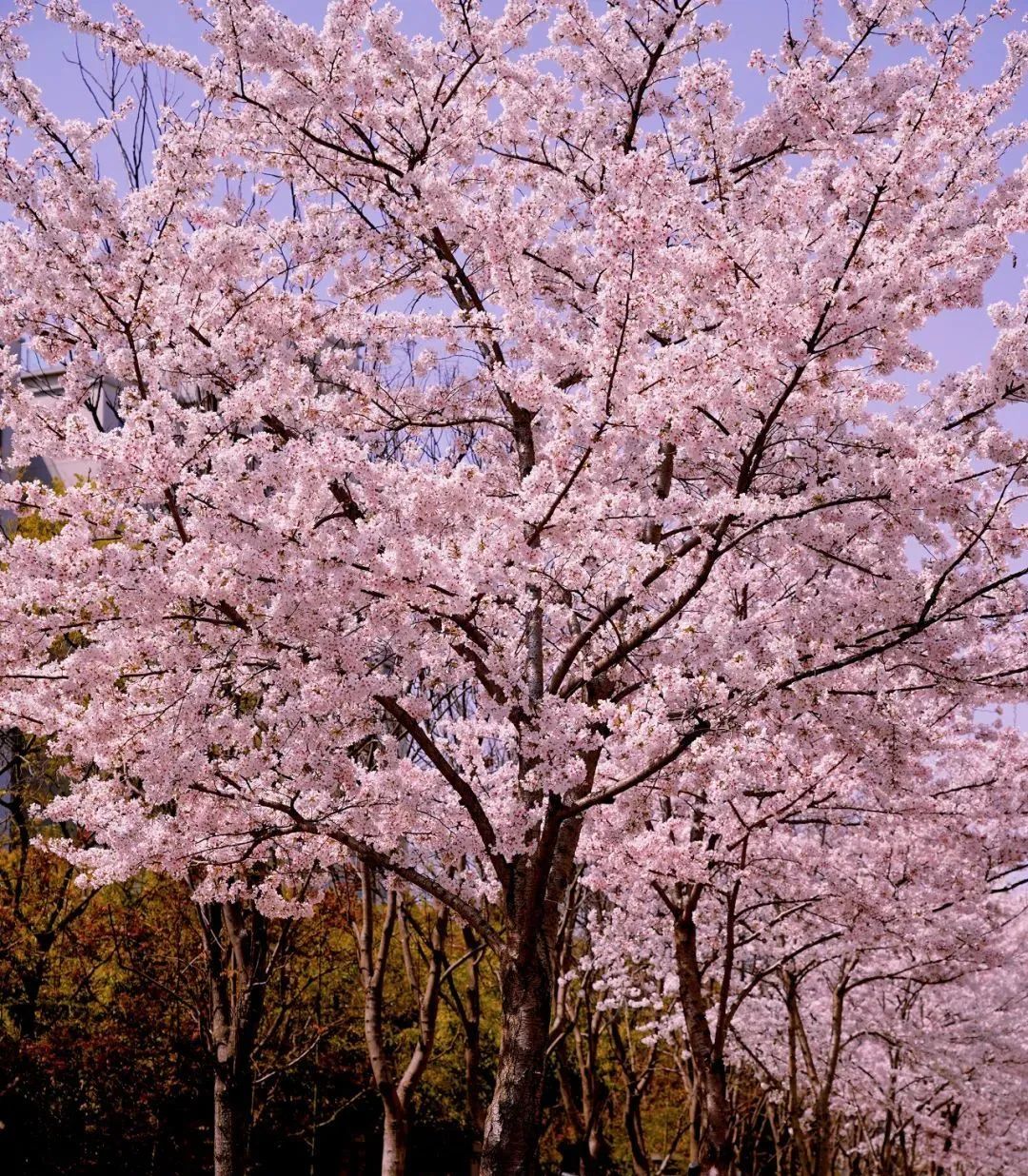 0330_084347_447.jpg 0 (1).jpg