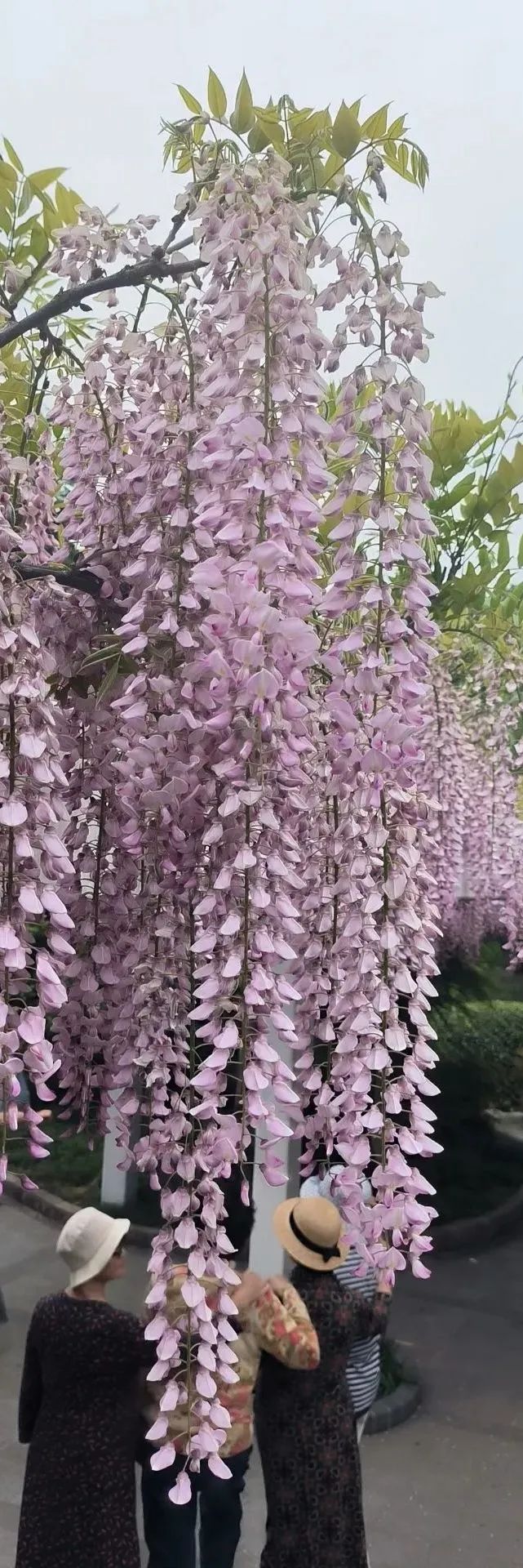 0511_150430_128.jpg 0 (6).jpg