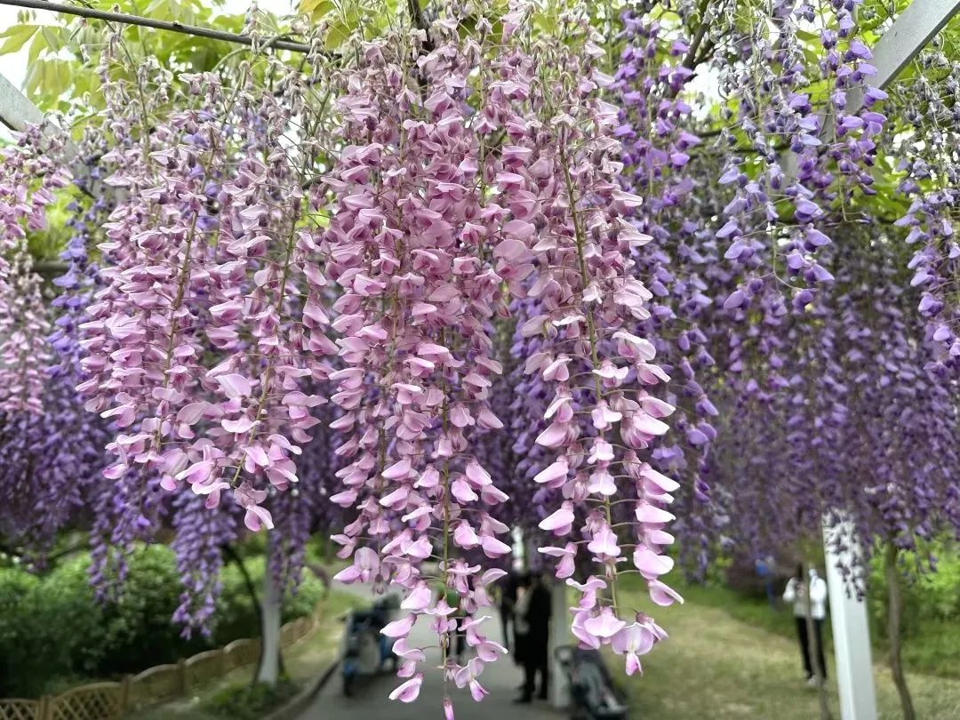 0511_150403_691.jpg 0 (3).jpg