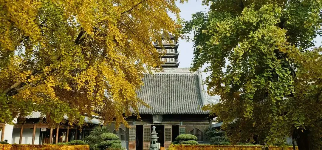 古寺银杏披金装，快来感受属于它的色调