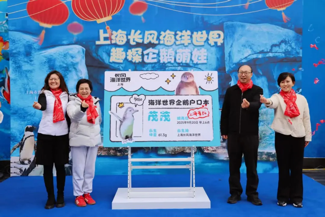 半马苏河 快乐加“马”丨长风海洋世界繁育的首只企鹅宝宝名字揭晓！